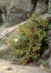 Veronica lanceolata. Habit. Upper Hutt, Wellington.
 Image: P.J. Garnock-Jones © P.J. Garnock-Jones CC-BY-NC 3.0 NZ